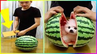 Pomeranian Dog Secretly Eat Watermelon and Was Discovered  #515