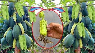 How to propagate Papaya with bitter melon fruit from cutting-crafting idea Papaya and bitter melon