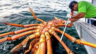 Lucky Fishermen Caught Something Incredible