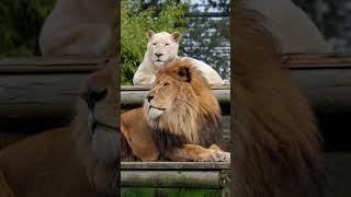 Waiting for your Sunday dinner like...  #lion #africanlion #lionking #impatient #mane