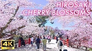 【4K Japan Sakura 2024】Japans Best Cherry Blossom Viewing Spot Hirosaki Park in Aomori