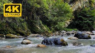 4K Forest Stream - Relaxing River Sounds - No Birds - Ultra HD Nature Video - Relax Sleep Study