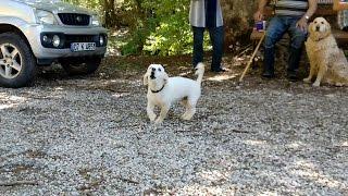 Hırçın Köpek ve Uysal Köpek Bir Arada