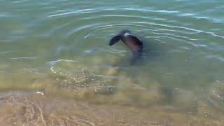 Raw Video Injured Sea Lion At San Francisco Aquatic Park