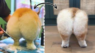 Corgi Butt Grooming Contest