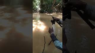 Detik detik di makan ikan baung