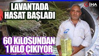 Lavantada Hasat Başladı 600 TLye Satılıyor