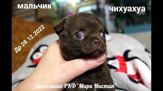 Смешной ЩЕНОК #чихуахуа СОСЁТ молоко и КУСАЕТ маму  29.01.2023 #купитьчихуахуа +7 921 595 08 48