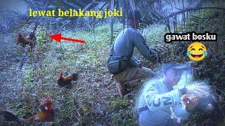 AYAM HUTAN TERGANAS _MENDATANGI PIKAT LEWAT BELAKANG JOKI  #AYAMHUTANGANAS