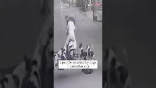 2 people attacked by dogs in Jalandhar city CCTV viral  True Scoop News