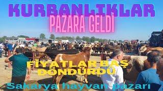 02062024 SAKARYA canlı hayvan pazarı