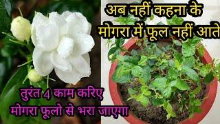 Mogra plant not flowering4 important tips for mogra plant mogra plant care