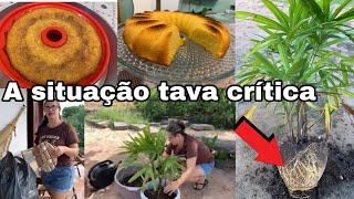 MOSTREI AS PLANTAS NO VASOS NOVO NOSSO JARDIM DE FLORES  BOLO DE MILHO NA FORMA DE SILICONE