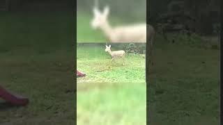 Deer Out Plays Phil Collins