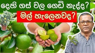 දෙහි ගස් වල ගෙඩි නැද්ද? බඳුන්ගත දෙහි වගාවේ සියලුම රහස්  lime plants Ceylon Agri Episode 205