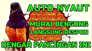 AUTO NYAUT murai BENGONG langsung respon DENGAR pancingan ini