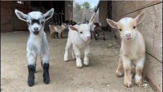 24 Curious goat kids