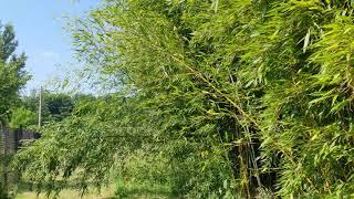 Phyllostachys aureosulcata spectabilis  bisetti