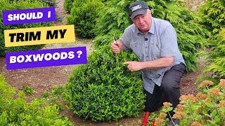 Should I Trim My Boxwoods? And if so.... When and How?       Answer.....YES  But it depends ️