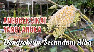 Anggrek Sikat Putih - Dendrobium Secundum Alba Si Anggrek Langka Dan Unik