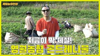 체험농협현장 영월농협 곤드레 수확 대잔치