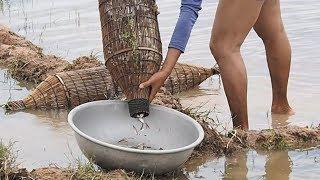 How To Net Fishing In Cambodia - Beautiful girl fishing - amazing fishing in SiemReap