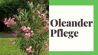 Oleander Pflege Standort Düngen Vermehren etc.