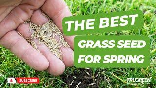 WHATS THE BEST GRASS SEED TO USE IN SPRING?