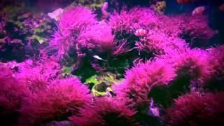 The Planted Reef Tank Display  Clownfish & Red Algae  Ocellaris Clown Fish