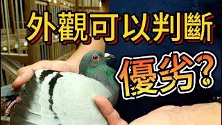 外觀可以判斷鴿子優劣？？  三大鴿友爭論話題之3 #養鴿 #賽鴿 #pigeon #強豪 #種鴿 #鴿舍 #鴿子 #鴿友開講