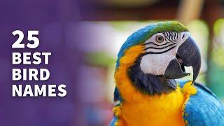 25 BEST Pet Bird Names Popular & Best Naming Ideas