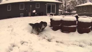 Chihuahuas first time in snow