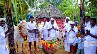 PONGAL CELEBRATION  Mattu Pongal  Grand Tamil Special Festival Celebrate in Village by farmers
