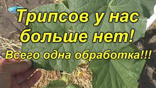 Трипсы посыпались с огурцов от одной обработки биологическая