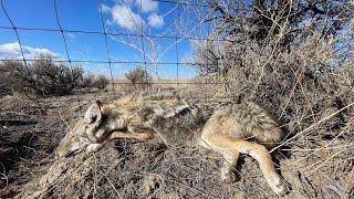 Coyote season 2324 check day 11823 the cables are paying off