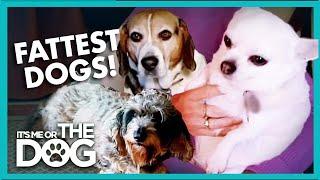 Meet the Fattest Dogs EVER  Full Episode  Its Me or the Dog