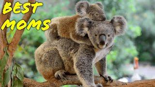 Best Animal Moms Ever in the Animal World