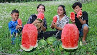 Pick and eat fresh juicy water melon - Yummy eating water melon with brothers and sister at mountain