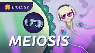 Meiosis Why Are All Humans Unique? Crash Course Biology #30