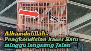 PENGKONDISIAN KACER SATU MINGGU DITES LANGSUNG KERJA NGOTOT