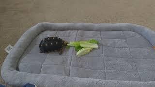 482. Tortoises Having Romaine Lettuce 2021-04-02