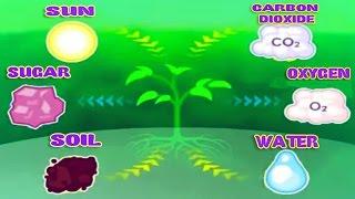 Photosynthesis Leaf Structure & Function Science Videos