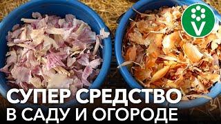 ЧТО ТВОРИТ ЛУКОВАЯ ШЕЛУХА В САДУ И ОГОРОДЕ Никогда не выбрасывайте луковую и чесночную шелуху