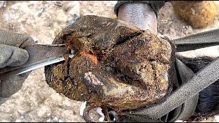 Poor horse The farrier found a Huge Brick inside his hoof