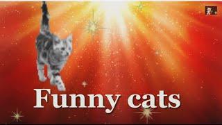 Смешные кошки Funny cats . For the good mood