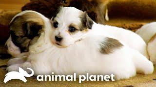 The Cutest Puppy Moments  Too Cute  Animal Planet