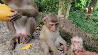 So cute baby Rainbow Lucie Kenzo monkey eating fruit so lovely