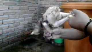 video hot trik buat bugalu sulsel