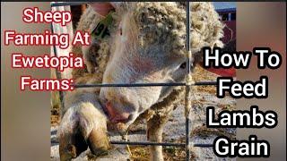 Sheep Farming At Ewetopia Farms How To Feed Lambs Grain