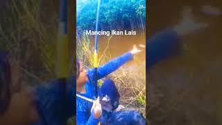 wanita ini mancing ikan lais #mancing #mancingikan #mancingmania #fishing #angler #mancinglais